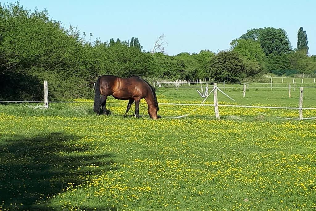 Gite "Le Platane" 45 M2 - Climatise Monswiller Buitenkant foto