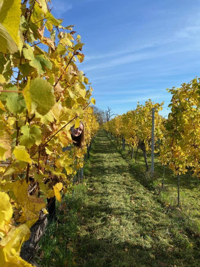 Gite "Le Platane" 45 M2 - Climatise Monswiller Buitenkant foto